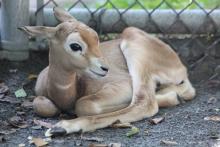 Dama gazelle calf born Aug. 30, 2017.