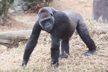 Calaya, a 20-year-old female western lowland gorilla, is pregnant with her second offspring and due to give birth between late May and early July at the Smithsonian’s National Zoo and Conservation Biology Institute. Western lowland gorilla Calaya explores her outdoor habitat.