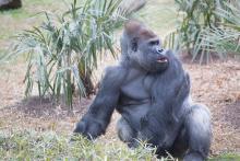 Baraka, a 30-year-old male silverback western lowland gorilla, will welcome his second offspring with female Calaya between late May and early July. Western lowland gorilla Baraka eats in his outdoor habitat.
