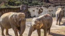 From Left: Asian elephants Shanthi, Swarna and Bozie at the Elephant Trails exhibit. From Left: Asian elephants Shanthi, Swarna and Bozie at the Elephant Trails exhibit.