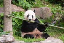 Giant panda Bei Bei munches on a bamboo stalk. Giant panda Bei Bei munches on a stalk of bamboo.