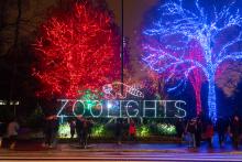 ZooLights, powered by Pepco, returns to brighten the season at the Smithsonian’s National Zoo and Conservation Biology Institute for a select 22 nights. The Zoo's entrance is lit up with a ZooLights sign made entirely of lights. On top of "ZooLights" is a red panda. Behind the entry to the left is a tree decked with red lights, and to the right is one decked with blue.