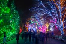 Trees festively decorated with brightly colored lights dazzle visitors at ZooLights, Powered by Pepco, at Smithsonian’s National Zoo. People walk down Olmstead Walk at night with trees wrapped in various colored lights along the right and hedges wrapped in green lights on the left.