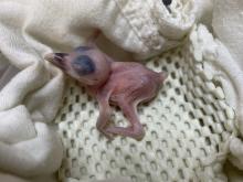 A newly hatched Guam kingfisher chick at the Smithsonian Conservation Biology Institute in Front Royal, Virginia. The chick hatched April 22. Guam kingfishers are extinct in the wild and only about 140 of them live in human care. Photo: Erica Royer, Smithsonian Conservation Biology Institute A newly hatched Guam kingfisher rests on a soft white towel at the Smithsonian Conservation Biology Institute