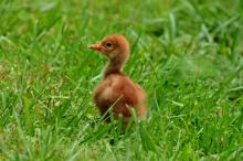 A hooded crane chick in the grass. 