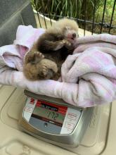 Red panda cub being weighed June 19. (Jessica Kordell/Smithsonian Conservation Biology Institute) Red panda cub being weighed.