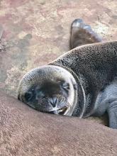 A sea lion pup born June 23, 2019, at the Smithsonian's National Zoo falls asleep while nursing with its mother