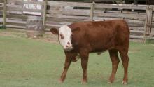 Hereford calf Willow explores her surroundings at the Kids' Farm Aug. 13, 2019. Hereford calf Willow at the Kids' Farm.