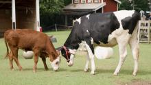 Hereford calf Willow (L) and Holstein calf Magnolia (R) graze at the Kids' Farm barnyard. Hereford calf Willow (right) and Holstein calf Magnolia (left) graze at the Kids' Farm.