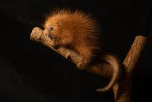The prehensile-tailed porcupette at the Smithsonian's National Zoo. A newborn prehensile-tailed porcupette holding on to a branch.