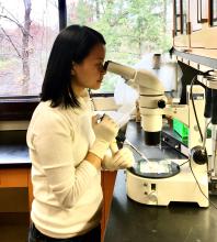 Pei-Chih Lee, reproductive biologist and lead author of the paper, looks through a microscope while dehydrating domestic cat ovarian tissues to store without freezing. Scientist looking through a microscope while dehydrating live ovarian tissues.