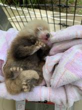 Red panda cub being weighed June 19. (Jessica Kordell/Smithsonian Conservation Biology Institute) Red panda cub being weighed.
