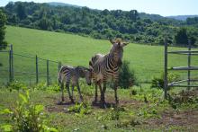 A male Hartmann's mountain zebra foal was born overnight July 2 at the Smithsonian Conservation Biology Institute in Front Royal, Virginia. For the first time in the Smithsonian Conservation Biology Institute’s (SCBI) history, ungulate keepers celebrated the birth of a male Hartmann’s mountain zebra at the Front Royal, Virginia, facility. The colt was born overnight July 2, 2020.