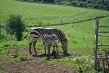 A male Hartmann's mountain zebra foal was born overnight July 2 at the Smithsonian Conservation Biology Institute in Front Royal, Virginia. For the first time in the Smithsonian Conservation Biology Institute’s (SCBI) history, ungulate keepers celebrated the birth of a male Hartmann’s mountain zebra at the Front Royal, Virginia, facility. The colt was born overnight July 2, 2020.