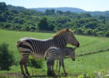 A male Hartmann's mountain zebra foal was born overnight July 2 at the Smithsonian Conservation Biology Institute in Front Royal, Virginia. For the first time in the Smithsonian Conservation Biology Institute’s (SCBI) history, ungulate keepers celebrated the birth of a male Hartmann’s mountain zebra at the Front Royal, Virginia, facility. The colt was born overnight July 2, 2020.