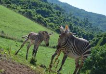 A male Hartmann's mountain zebra foal was born overnight July 2 at the Smithsonian Conservation Biology Institute in Front Royal, Virginia. For the first time in the Smithsonian Conservation Biology Institute’s (SCBI) history, ungulate keepers celebrated the birth of a male Hartmann’s mountain zebra at the Front Royal, Virginia, facility. The colt was born overnight July 2, 2020.