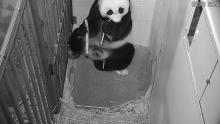 Sept. 3, 2020: At almost two weeks old, the cub’s iconic black markings around its eyes and on its ears, legs and saddle (back) were visible. Giant panda Mei Xiang eats sugarcane in her den, with her newborn cub nearby, on the live Panda Cam feed