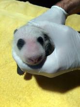 Sept. 13, 2020: The panda team retrieved the 3-week-old cub for its first neonatal exam. It tipped the scales at 634.8 grams — just under 1.5 pounds! An animal keeper gently holds a 23-day-old giant panda cub with black-and-white markings, a thing layer of fur and its eyes still closed.