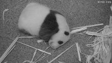 Sept. 17, 2020: At 4 weeks old, the cub was quite visible on the Giant Panda Cam, especially when it was nursing or being groomed by mother Mei Xiang. A close-up from the live Panda Cam of a 3-week-old giant panda cub resting on the floor of its den