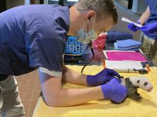 Sept. 19, 2020: Zoo veterinarian Dr. James Steeil examined the 4-week-old giant panda cub. It weighed 952 grams, or just over two pounds. The cub appeared to be healthy and strong. A veterinarian examines a giant panda cub. At about 1-month-old, the cub has a thin layer of black-and-white fur, tiny claws and eyes just beginning to open.
