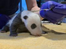 Sept. 19, 2020: From nose to tail tip, the 4-week-old giant panda cub measured 13.4 inches (its tail accounted for two of those inches). Zoo veterinarian Dr. James Steeil noted that the cub’s eyes were closed, but the left eye was not closed as tightly. A veterinarian measures the length of a giant panda cub with a measuring tape. At about 1-month-old, the cub has a thin layer of black-and-white fur, tiny claws and eyes just beginning to open.