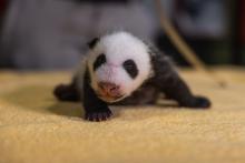 Sept. 25, 2020: From nose to tail tip, the 5-week-old giant panda cub measured 13.9 inches (its tail accounted for two of those inches). The cub’s abdominal girth measured 12.5 inches. A 1-month-old giant panda cub with black-and-white markings, a thin layer of fur and small claws sits on a towel during a routine exam