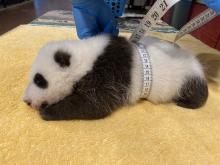 Oct. 7, 2020: During the 6-week-old giant panda cub’s weekly exam, he weighed 4.5 pounds and measured 15 inches from nose to tail tip. His abdominal girth measured 13.7 inches. His eyes were beginning to open. A male giant panda cub at about 6 weeks old rests on a yellow towel as veterinarians use a measuring tape to measure how round it is