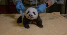 Oct. 14, 2020: The 7-week-old giant panda cub’s biggest gain, however, was around his midsection; his abdominal girth increased to 15.9 inches! A small giant panda cub with a light layer of black-and-white fur, little ears and small claws rests on a yellow towel while a veterinarian uses a measuring tape to measure its roundness