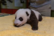 Oct. 14, 2020: The 7-week-old giant panda cub tipped the scales at 5.4 pounds. From the tip of his nose to the base of his tail, he measured 16.5 inches. A 6-week-old giant panda cub with black-and-white markings, small claws and a light layer of fur rests on a yellow towel