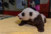Oct. 14, 2020: The 7-week-old giant panda cub was much more feisty than he has been for past exams and barked as he was being measured. His eyes and ears were fully open. A small giant panda cub with a light layer of black-and-white fur, little ears and small claws rests on a yellow towel during a routine exam.
