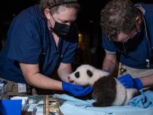 Oct. 21, 2020: The 2-month-old giant panda cub was quite a wiggle worm while animal care staff were taking his measurements! Two veterinarians exam a 2-month-old giant panda cub during a routine veterinary exam.
