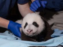 Oct. 21, 2020: The plump 2-month-old giant panda was officially as round as he was long. From the tip of his nose to the base of his tail, he measured 16.5 inches. His abdominal girth measured 16.5 inches as well. A 2-month-old giant panda cub rests on a blue towel during a veterinary exam.