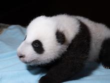 Oct. 21, 2020: The 2-month-old giant panda cub’s weight increased from 5.4 pounds to 6.5 pounds. The Zoo's 2-month-old giant panda cub rests on a blue towel during a veterinary exam