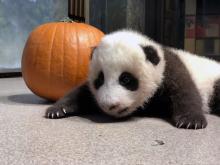Oct. 31, 2020: The Zoo's 10-week-old giant panda cub received a pumpkin as enrichment for Halloween. Many of the Smithsonian’s National Zoo’s animals receive pumpkins as a fun enrichment item on Halloween because it gives them something new to smell, touch and investigate. A young giant panda cub with black-and-white fur, round ears and small claws rests near a pumpkin