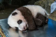 Nov. 4, 2020: Throughout the exam Nov. 4, our giant panda cub was mostly quiet and sleepy. He weighed 8.4 pounds and measured 20.4 inches long from the tip of his nose to the base of his tail. His abdominal girth measured 18.5 inches. A young giant panda cub with black-and-white fur, round ears and small claws rests on a scale during a routine veterinary exam.