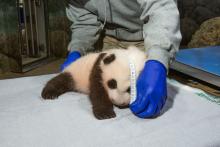 Nov. 4, 2020: Throughout the exam Nov. 4, our giant panda cub was mostly quiet and sleepy. He weighed 8.4 pounds and measured 20.4 inches long from the tip of his nose to the base of his tail. His abdominal girth measured 18.5 inches. A young giant panda cub with black-and-white fur, round ears and small claws rests on a towel while keepers take his measurements.