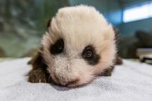 Nov. 4, 2020: Throughout the exam Nov. 4, our giant panda cub was mostly quiet and sleepy. He weighed 8.4 pounds and measured 20.4 inches long from the tip of his nose to the base of his tail. His abdominal girth measured 18.5 inches. A young giant panda cub with black-and-white fur, round ears and small claws rests on a towel during a routine exam.
