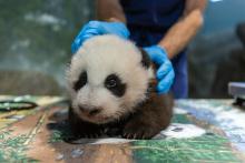 Nov. 9, 2020: Our giant panda cub weighed 9.2 pounds (4.21 kilograms). From the tip of his nose to the base of his tail, he measured 21.2 inches long (42 centimeters). His abdominal girth measured 18.8 inches. An animal keeper gently holds a young giant panda cub as it rests on a table during a routine exam. The cub has black-and-white fur, round ears and small claws.