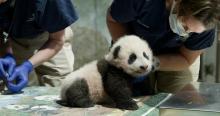 Nov. 18, 2020: The Smithsonian's National Zoo's giant panda cub tipped the scales at 10.4 pounds (4.72 kilograms). From the tip of his nose to the base of his tail, he measured 22 inches long (56 centimeters). His abdominal girth measured 18.1 inches (46 centimeters). A young giant panda cub with black-and-white fur, round ears and small claws sits on a table as veterinarians exam him during a routine check up.