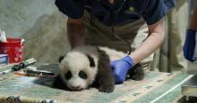 Nov. 18, 2020: The Smithsonian's National Zoo's giant panda cub received a clean bill of health from Zoo veterinarians during his third veterinary exam. They listened to his heart and lungs, checked his eyes and mouth, and tested the range of motion in his limbs. The cub also received his second canine distemper vaccine. A young giant panda cub with black-and-white fur, round ears and small claws rests lays on a table as a veterinarian exams him with a stethoscope during a routine exam.
