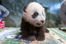 Dec. 2, 2020: Our giant panda team took some quick measurements to track Xiao Qi Ji’s growth. During the exam, he was bright-eyed and eager to practice his crawling and walking skills on the tabletop. A young giant panda cub with black-and-white fur, round ears and small claws stands on a table in the indoor panda habitat at the Smithsonian's National Zoo during a routine exam