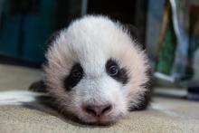 Dec. 2, 2020 : On Nov. 26, Xiao Qi Ji took his first steps at 3 months and 5 days old, A close-up photo of a young giant panda cub's face as he rests on a towel during a routine exam. He has with black-and-white fur and round ears.