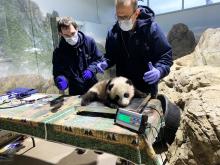Dec. 9, 2020: Veterinary technician Brad Dixon and chief veterinarian Dr. Don Neiffer weigh giant panda cub Xiao Qi Ji. He weighed 13.4 pounds (6.1 kilograms). Giant panda cub Xiao Qi Ji lays on a small scale set on a table while chief veterinarian Dr. Don Neiffer and veterinary technician Brad Dixon weigh him. The 3 1/2 month old panda cub has black-and-white fur, round ears and large paws.
