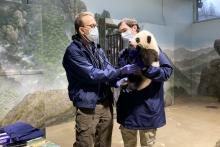Dec. 9, 2020: Dr. Don Neiffer listens to Xiao Qi Ji's heart and lungs while veterinary technician Brad Dixon holds the giant panda cub. Veterinarian Dr. Don Neiffer listens to giant panda cub Xiao Qi Ji's heart and lungs with a stethoscope while veterinary technician Brad Dixon holds him. The 3 1/2 month old panda cub has black-and-white fur, round ears and large paws.
