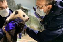 Dec. 9, 2020: Dr. Don Neiffer examines giant panda cub Xiao Qi Ji's eyes while veterinary technician Brad Dixon holds him steady. Veterinarian Dr. Don Neiffer examines giant panda cub Xiao Qi Ji's eyes while veterinary technician Brad Dixon holds him steady. The 3 1/2 month old panda cub has black-and-white fur, round ears and large paws.