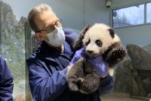 Dec. 9, 2020: Chief veterinarian Dr. Don Neiffer examines 3.5-month-old giant panda cub Xiao Qi Ji. Veterinarian Dr. Don Neiffer holds giant panda cub Xiao Qi Ji during a veterinary exam.