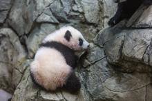 Jan. 6, 2021: Now that he has mastered walking, Xiao Qi Ji has started to practice his climbing skills. He is very deliberate about the paths he takes when traveling up or down the rockwork. Giant panda cub Xiao Qi Ji carefully climbs on the rockwork in his indoor habitat. He has round ears, large paws with small claws, and black-and-white fur.