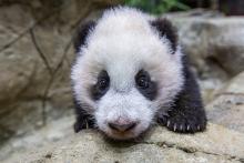 Jan. 6, 2021: Personality-wise, Xiao Qi Ji seems to take after his mother. Like Mei Xiang, he is careful and cautious when it comes to exploring his environment. A close-up of giant panda cub Xiao Qi Ji as he climbs on rockwork in his indoor habitat. He has round ears, large paws with small claws, and black-and-white fur.