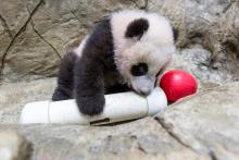 Jan. 6, 2021: With giant panda cub Xiao Qi Ji becoming more aware of and interested in his surroundings, keepers gave him enrichment items to investigate, a small red Jolly Egg (perfectly sized for a panda cub) and an empty PVC puzzle feeder. He paws at his toys, picks them up and gives them a nibble. A young giant panda cub with black-and-white fur, round ears and large paws climbs on rockwork in his indoor habitat and paws at a red Jolly Egg toy and empty PVC puzzle feeder.