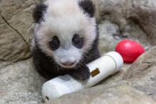 Jan. 6, 2021: With giant panda cub Xiao Qi Ji becoming more aware of and interested in his surroundings, keepers gave him enrichment items to investigate, a small red Jolly Egg (perfectly sized for a panda cub) and an empty PVC puzzle feeder. He paws at his toys, picks them up and gives them a nibble. A young giant panda cub with black-and-white fur, round ears and large paws climbs on rockwork in his indoor habitat and paws at a red Jolly Egg toy and empty PVC puzzle feeder.